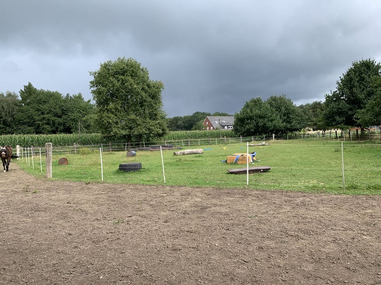 Offenstall/Bewegungsstall mit Reitplatz 235 Euro/Mon in Bad Iburg