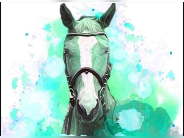 Offenstallplätze frei 