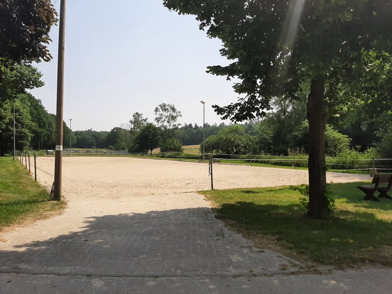 Offenstallplätze für Pferde frei, Belm bei Osnabrück