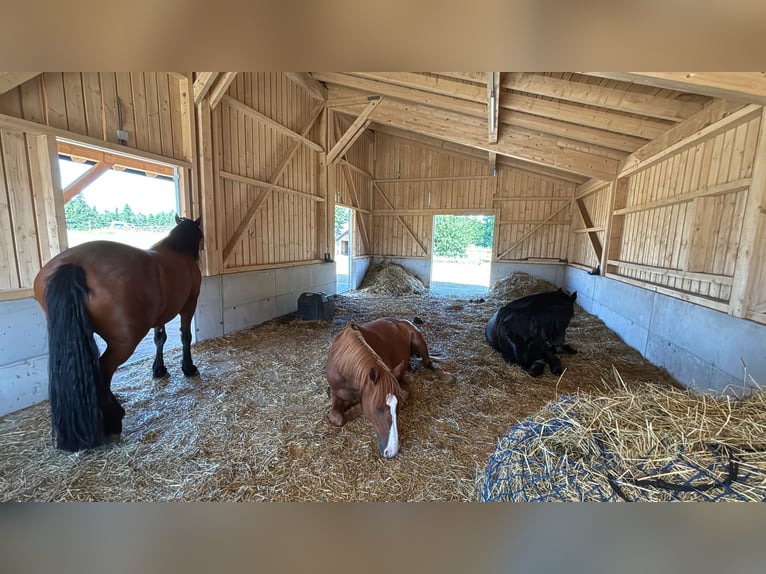 Offenstallplätze für Wallache frei 