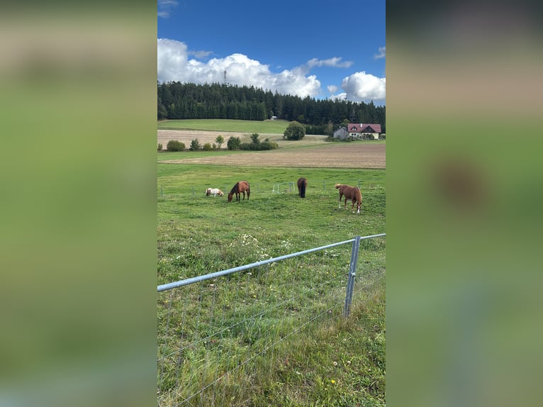 Offenstallplätze für Wallache frei 