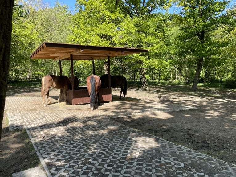 Offenstallplatz Aufzuchtplatz Weiden großer Paddock Bewegungsplatz