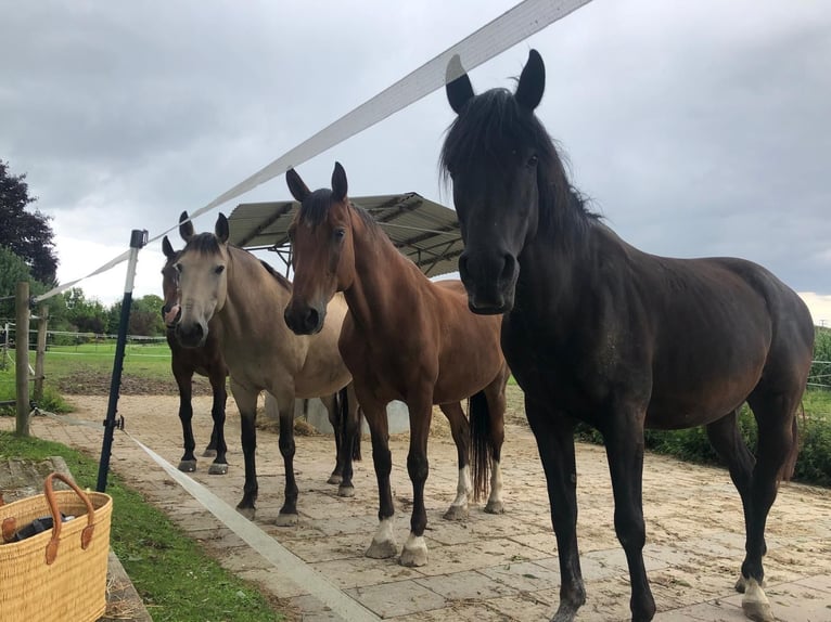 Offenstallplatz für Stute