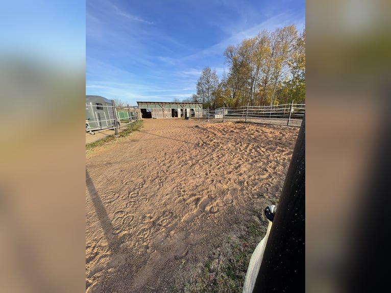 Offenstallplatz für Stute (bis 1.60m)