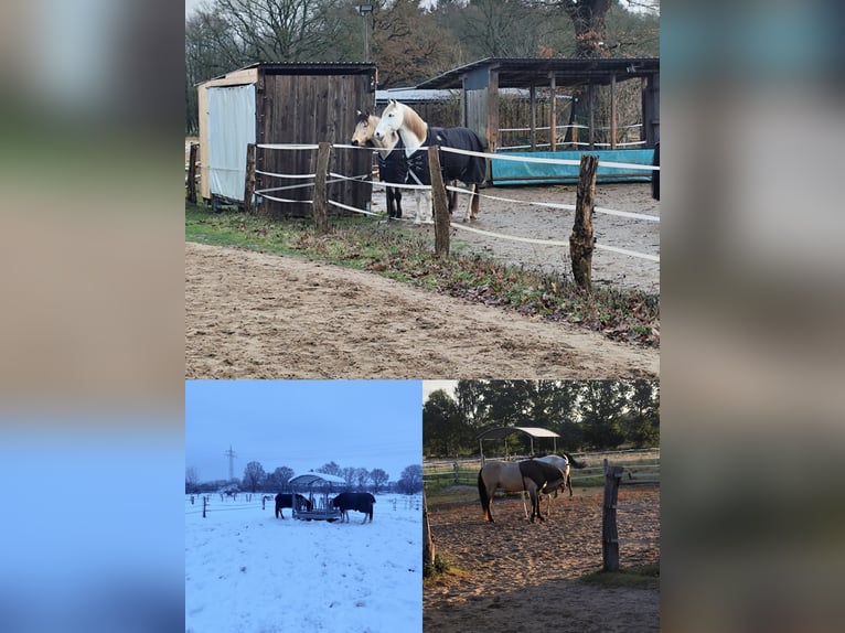 Offenstallplatz für Wallach - 25482 Appen-Etz - bedampftes Heu