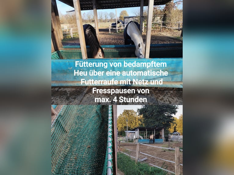 Offenstallplatz für Wallach - 25482 Appen-Etz - bedampftes Heu