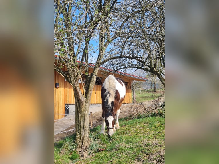 Offenstallplatz im vorderen Odenwald 