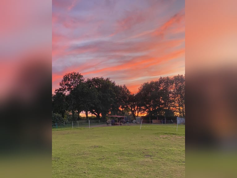 Offenstallplatz in kleiner Herde