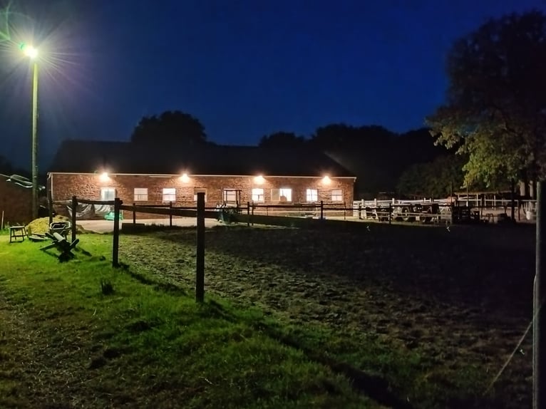 Offenstallplatz in Westerstede - Hoheliet frei 