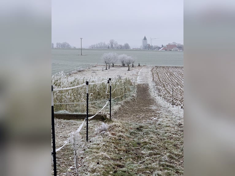 Offenstallplatz mit Herz 