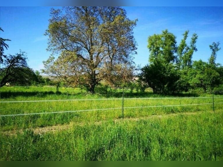 Offenstallplatz Offenstall mit Weiden Selbstversorger Wallach Offenstallplatz Offenstall mit Weiden Selbstversorger Wallach