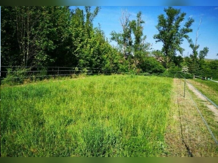 Offenstallplatz Offenstall mit Weiden Selbstversorger Wallach Offenstallplatz Offenstall mit Weiden Selbstversorger Wallach