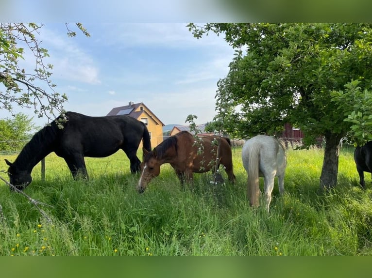 Offenstallplatz Stute
