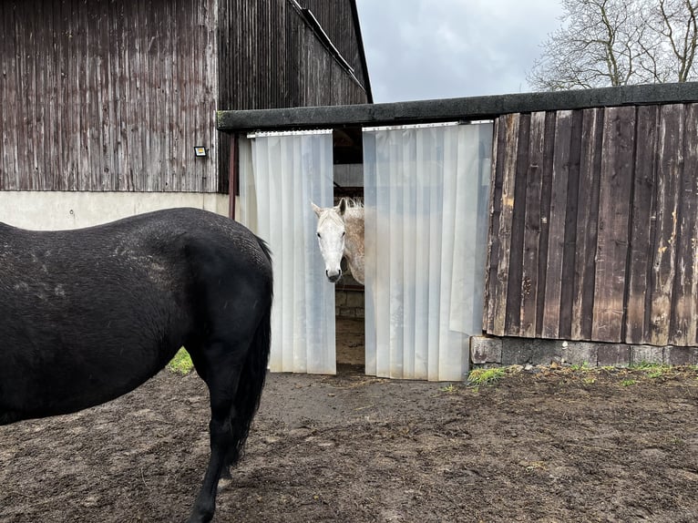 Offenstallplatz Stute