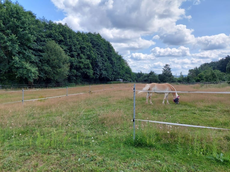 Offenstallplatz und Boxen
