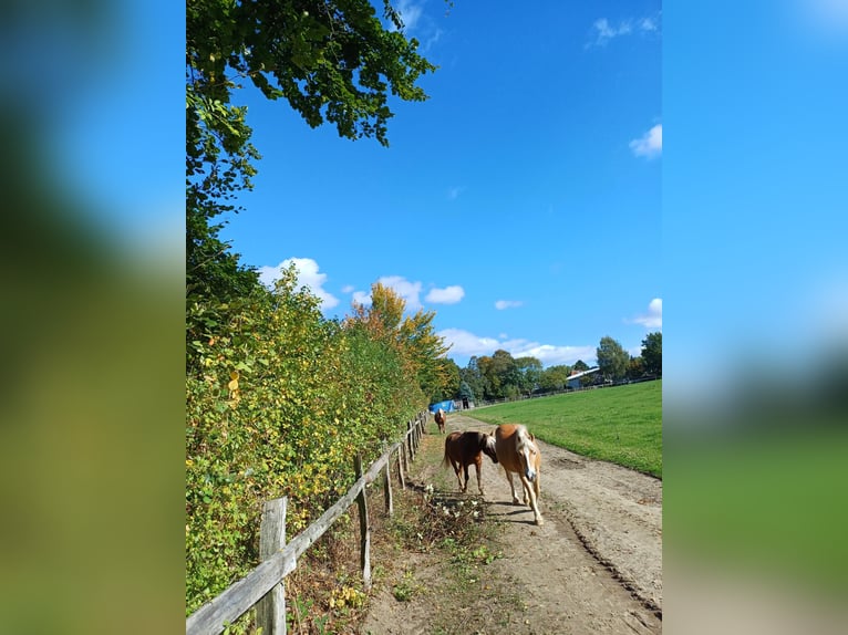 Paddock aperto: gruppo privato di proprietari cerca un nuovo compagno per la scuderia maschile