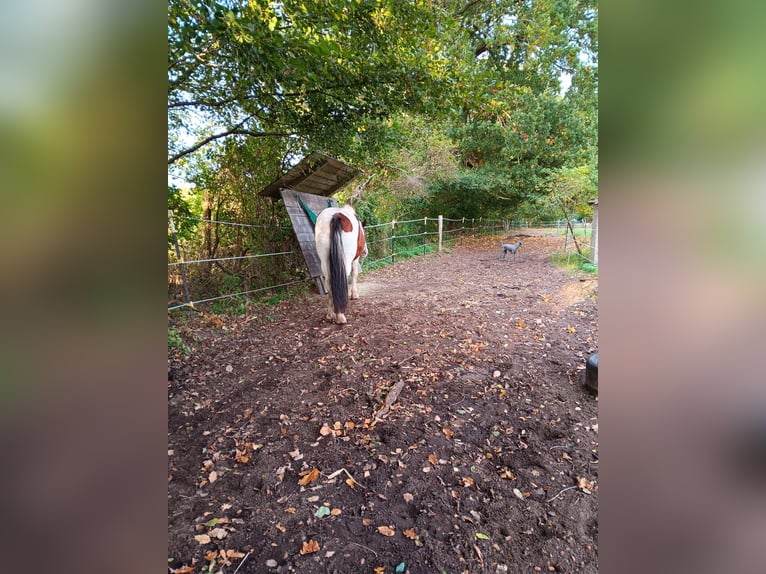 Paddock trail, box stall with outdoor run paddock