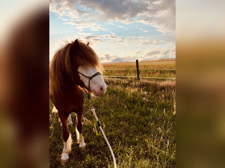 Pascolo aperto per passeggiate in natura