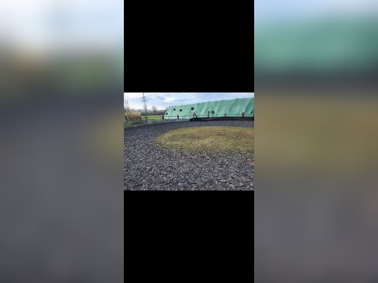 Pferdeboxen/Offenstall 