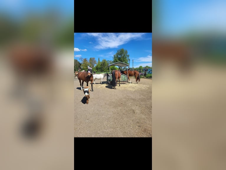 Pferdeboxen/Offenstall 