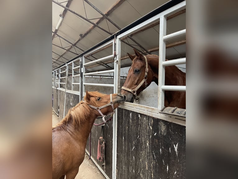 Pferdepensionsplätze in Süd-Dänemark – artgerecht & mit Herz