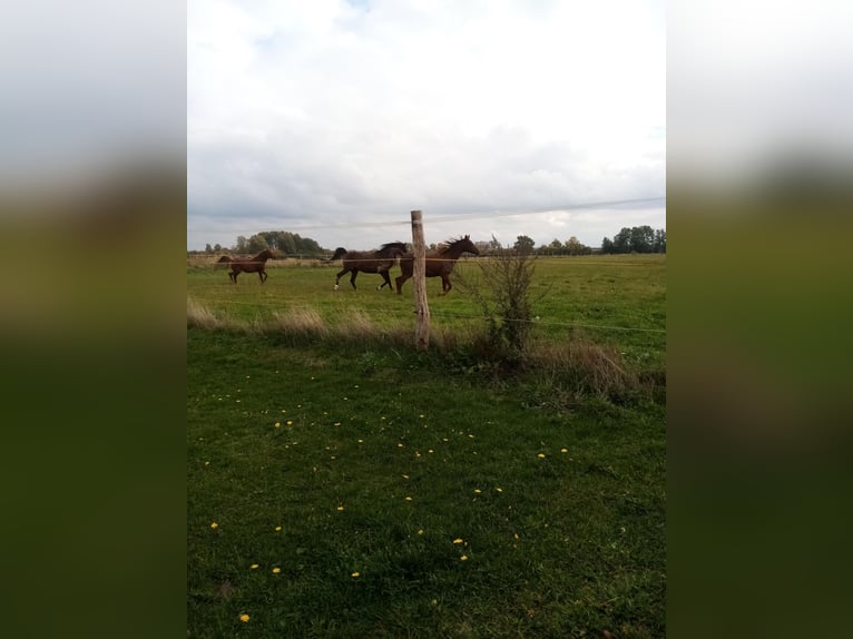 Platz im Offenstall für Wallach bis 1,60m