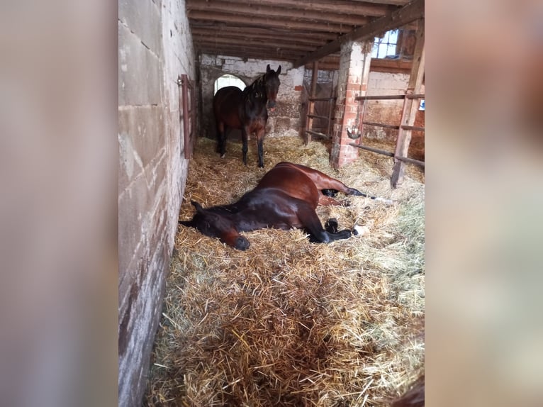 Platz im Offenstall mit großen Weideflächen und Reithalle 