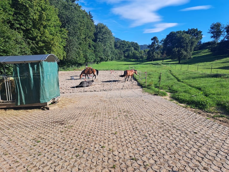 Posti disponibili in paddock libero