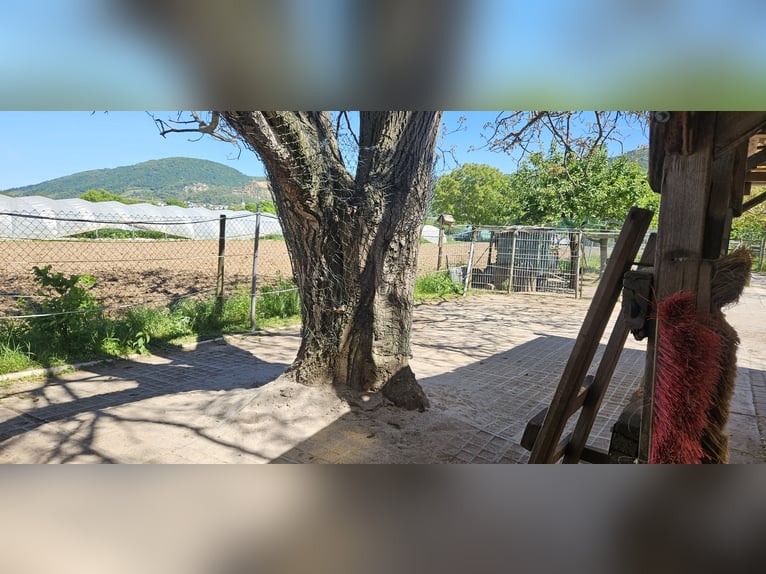 Posti disponibili in paddock privato nel campo di Handschuhsheimer!