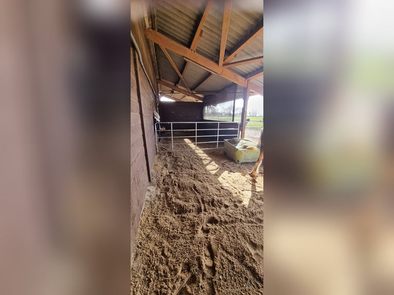 Posti disponibili per box in paddock aperto a Sievern.