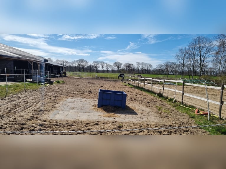 Posti disponibili per box in paddock aperto a Sievern.