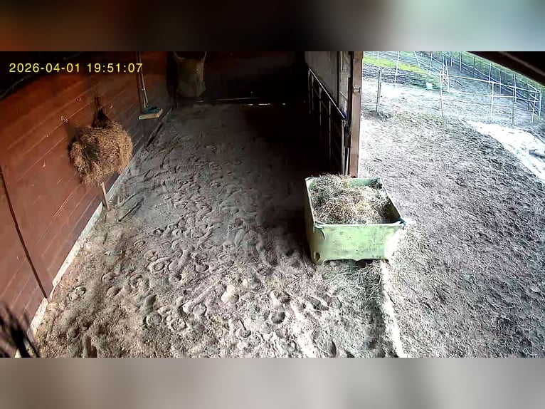 Posti disponibili per box in paddock aperto a Sievern.