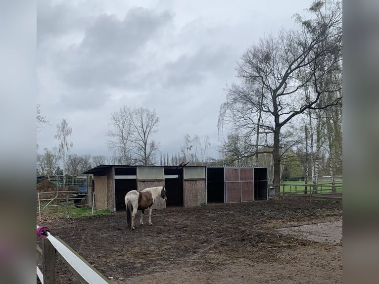Posti in paddock aperto per puledre a Bernau