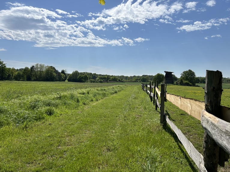 Posto all'aperto molto bello disponibile per un cavallo allergico