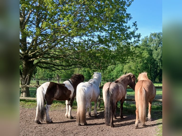 Posto di pensione disponibile presso un maneggio di cavalli islandesi.