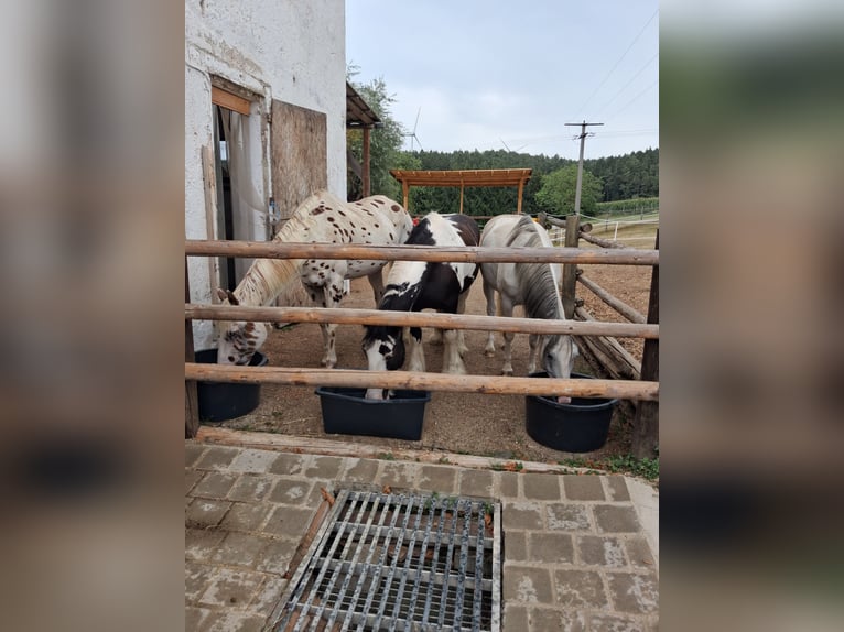 Posto di sella disponibile per una femmina