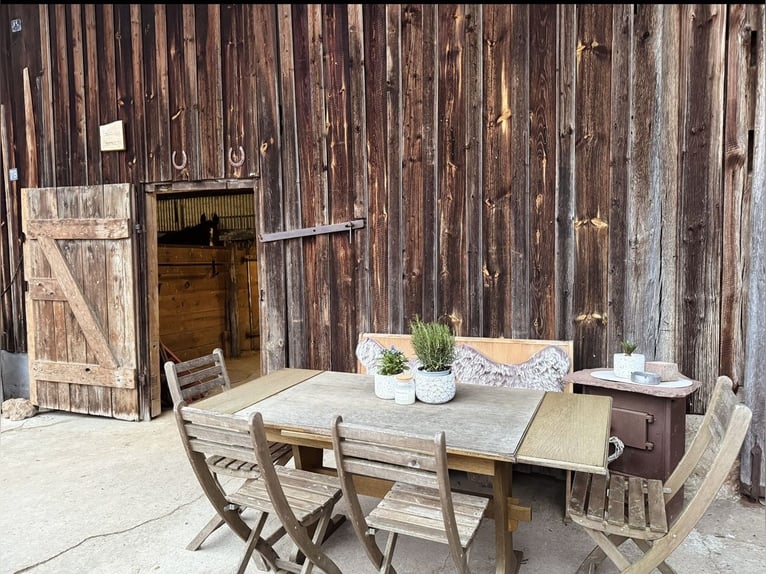 Posto disponibile in box o paddock all'aperto