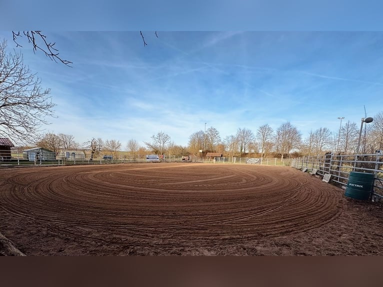 Posto disponibile in box o paddock all'aperto