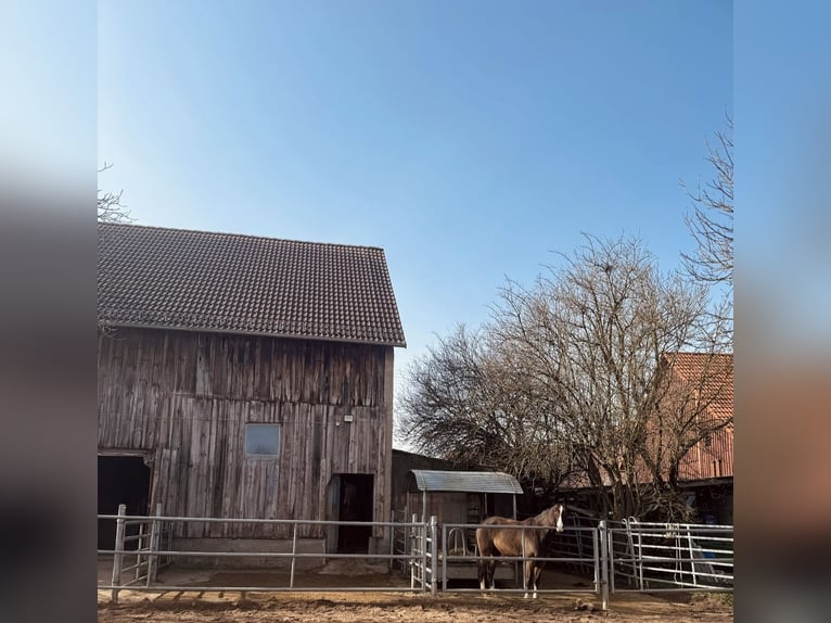Posto disponibile in box o paddock all'aperto