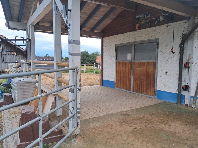 Posto disponibile in paddock aperto, adatto per i cervi