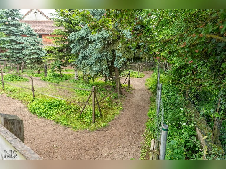 Posto disponibile nel mini paddock trail nel sud-est della Bassa Sassonia
