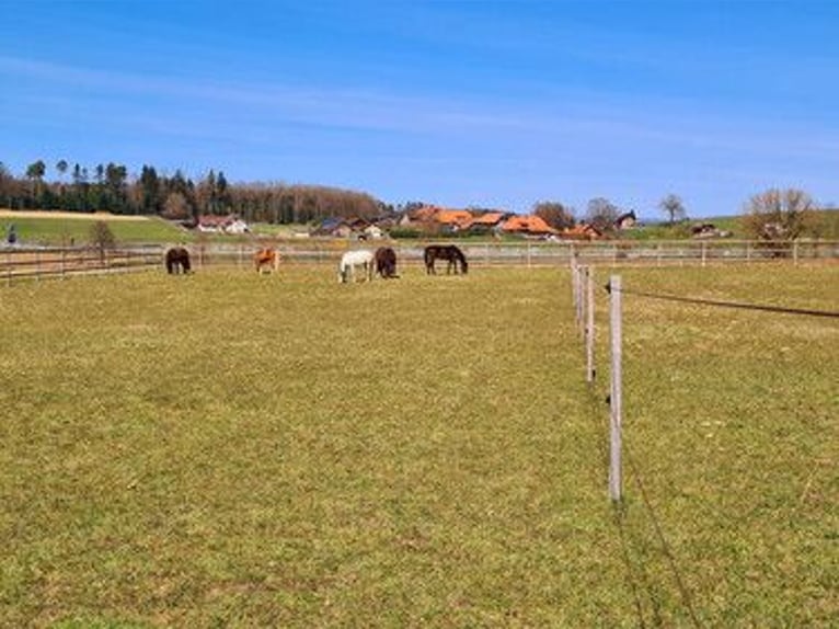Posto in paddock all'aperto con pensione completa presso Hof zum Rössli