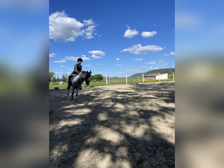 Posto in paddock aperto