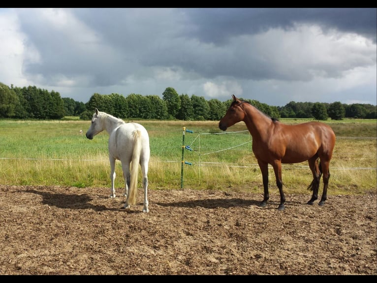 Posto in paddock aperto (autogestito) disponibile per un castrone più arioso