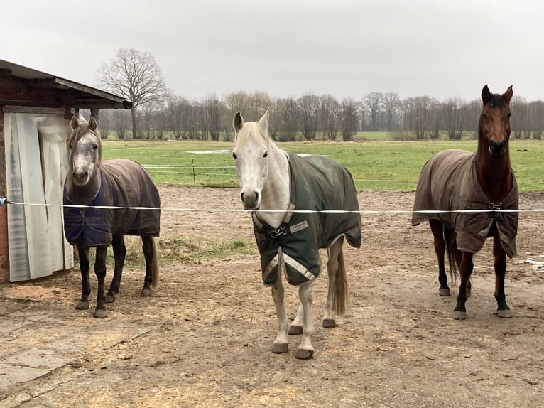 Posto in paddock aperto (autogestito) disponibile per un castrone più arioso