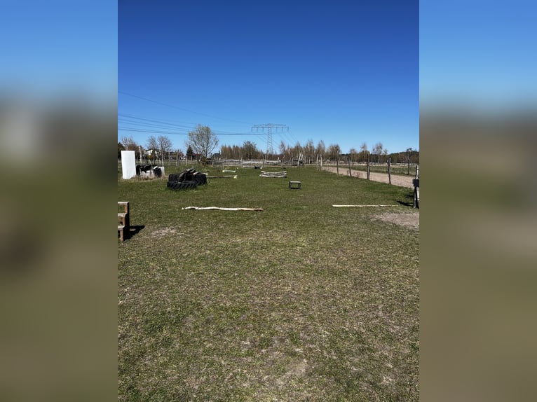Posto in paddock aperto di piccole dimensioni per pony