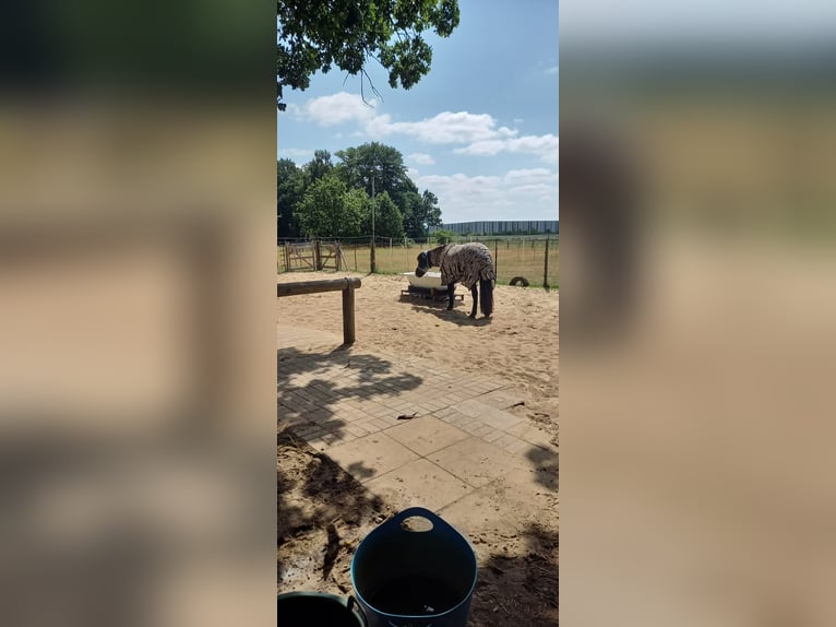 Posto in paddock aperto disponibile per capre o pony con EMS