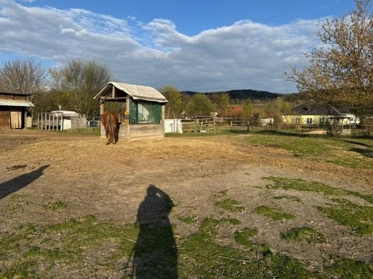 Posto in paddock aperto per cavalli o ponies – naturale e senza complicazioni