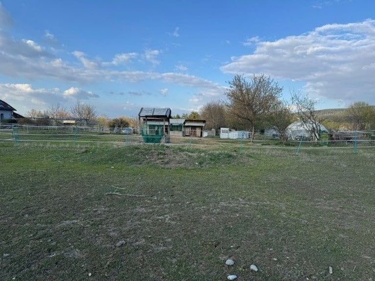 Posto in paddock aperto per cavalli o ponies – naturale e senza complicazioni