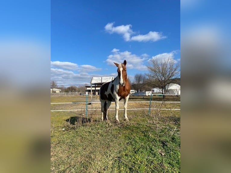 Posto in paddock aperto per cavalli o ponies – naturale e senza complicazioni